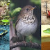 Día Internacional de la Biodiversidad,Academia de Ciencias llama a conservar la ecología dominicana