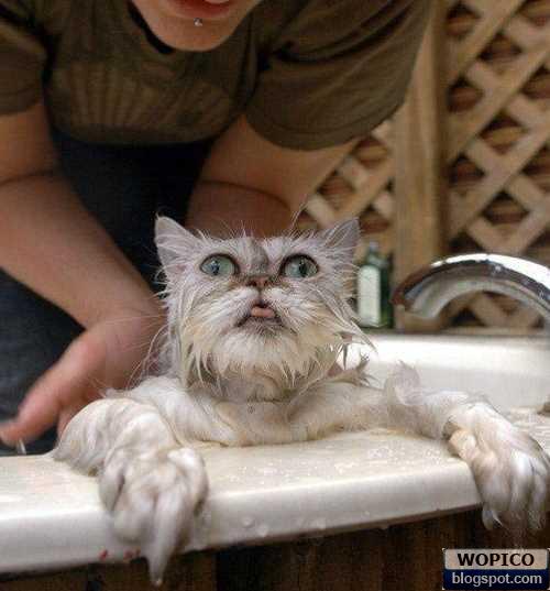 Let me Out