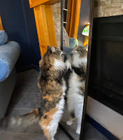 A cat standing with its front paws on a mirror and looking at its reflection