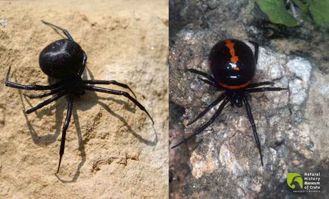 Latrodectus tredecimguttatus (Μαύρη Χήρα) και Steatoda paykulliana (Ψευδοχήρα). Δύο αράχνες που μοιάζουν πολύ. Η Μαύρη Χήρα είναι επικίνδυνη για τον άνθρωπο, ενώ η συγγενική της Ψευδοχήρα όχι. Είναι πολύ σημαντικό να μπορούμε να διακρίνουμε τα δύο αυτά είδη.