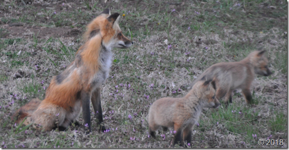 fox3