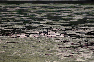 Female Gadwall with chicks