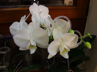 storczyk phalaenopsis