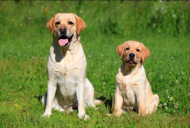 labrador cost in India, labrador price in India, labrador baby price in India, cost of labrador in India, price of labrador in India