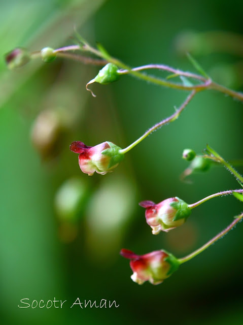 Scrophularia duplicatoserrata