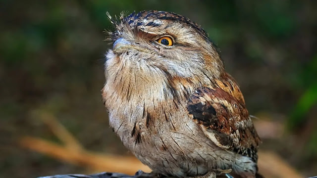 Tawny Frogmouth