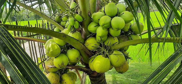 PENJELASAN KELAPA ENTOK LENGKAP. TONTON SAMPAI SELESAI BIAR TIDAK SALAH PAHAM,Bibit Kelapa Genjah Entok Unggul,Bibit Kelapa Genjah Entok Kabupaten Kebumen Jawa Tengah,Bibit Kelapa Genjah Entok Purworejo Kabupaten Purworejo Jawa Tengah,Bibit Kelapa Genjah Entok Banyuwangi,Harga Bibit Kelapa Genjah Entok,Harga Bibit Kelapa Genjah Entok Kebumen,Jual Bibit Kelapa Genjah Entok Banyumas,Jual Bibit Kelapa Genjah Entok Blitar