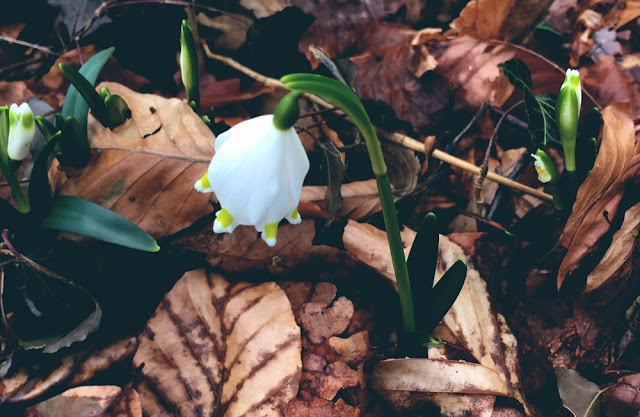 snowdrop, yunaban, schweiz blog, schweizer blogger, blog, blogger, winter, flower, spring, schneeglöckchen, schweiz, swiss, switzerland, spring snowflake, wald, waldboden,magic, naturheilkunde, gärtner, schneeglöggli, messenger of spring, winter blume