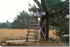 wildkijken hoogzit Hoge Veluwe