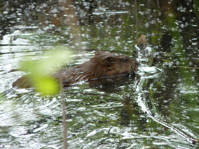 muskrat