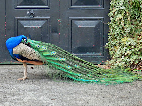 Peacock