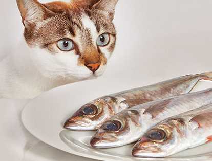 Gambar Kucing Makan Ikan - Koleksi Gambar HD