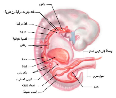 تكيفات الأم للحمل Maternal Adaptation to Pregnancy