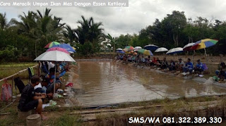 Cara Meracik Umpan Ikan Mas Dengan Essen Katilayu