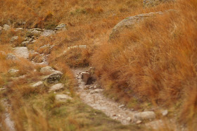 Haweswater Lake District in Autumn