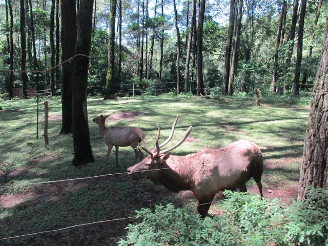 berbagai jenis hewan di Taman Safari Prigen Pasuruan