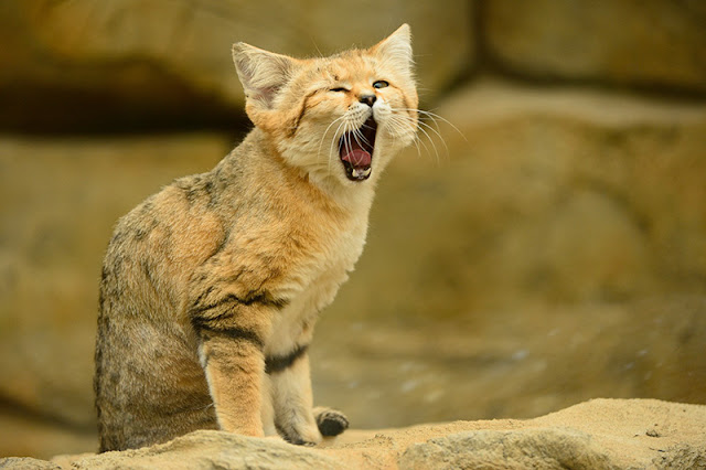 Sand Cat - Gato de las arenas