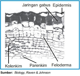Selain epidermis ada sejenis jaringan tertentu yang Pintar Pelajaran Struktur Dan Fungsi Jaringan Gabus Pada Tumbuhan