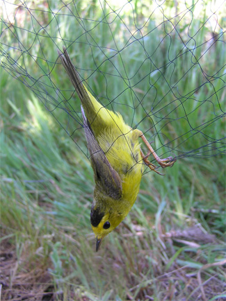 Bird Mist Nets