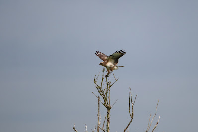 Mûzebiter - Buizerd - Buteo buteo