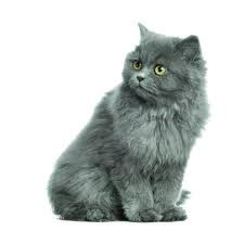 gato persa gris