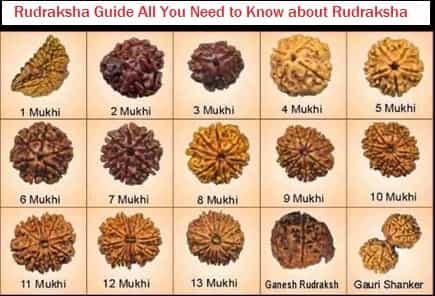 Rudraksha Guide All You Need to Know about Rudraksha