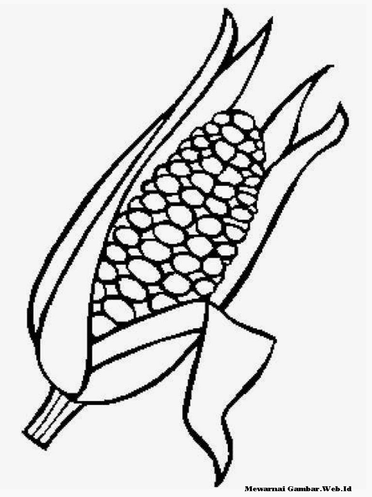  Gambar  Gambar  Sketsa Mewarnai Jagung  Rebanas di Rebanas 