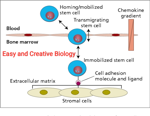 Figure : Stages in the homing and  mobilization of stem cells.