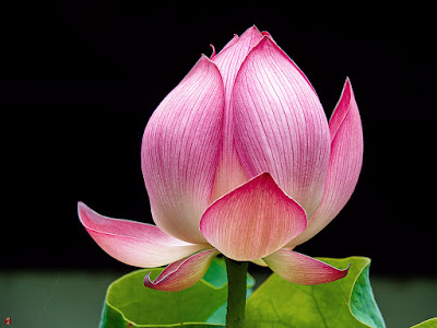 Sacred lotus flower: Kencho-ji