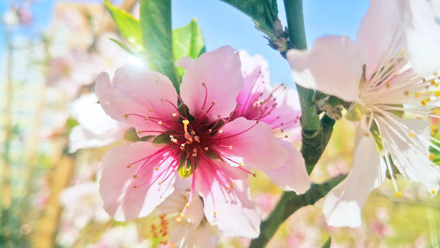 spring flowers under Coronavirus Peach blossoms, lilac blossoms, begonia