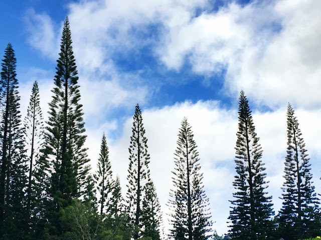 trees at the Maui Plantation House