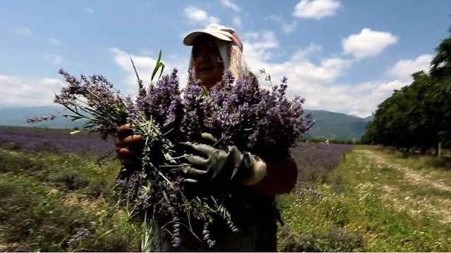 Bulgarian lavender: The sweet smell of success