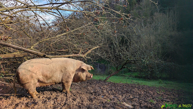 Cerdo en Faro