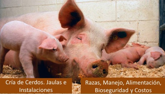 ➽ Manual Cría y Engorde de Cerdos. Incluye Planos de Instalaciones
