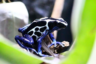 Dyeing poison frog