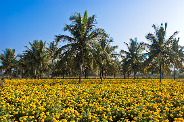 Intercropping of Coconut Tree and Mexican Marigold