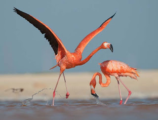 Foto Burung Flamingo yang Indah