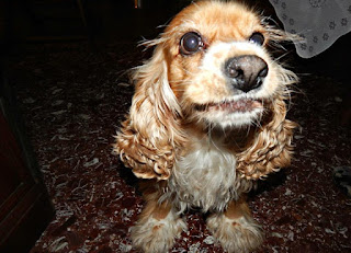 Χάθηκε θηλυκό cocker spaniel, 10 ετών από την Αιξωνη, Άνω Γλυφάδα! Την έχει δει κανείς?