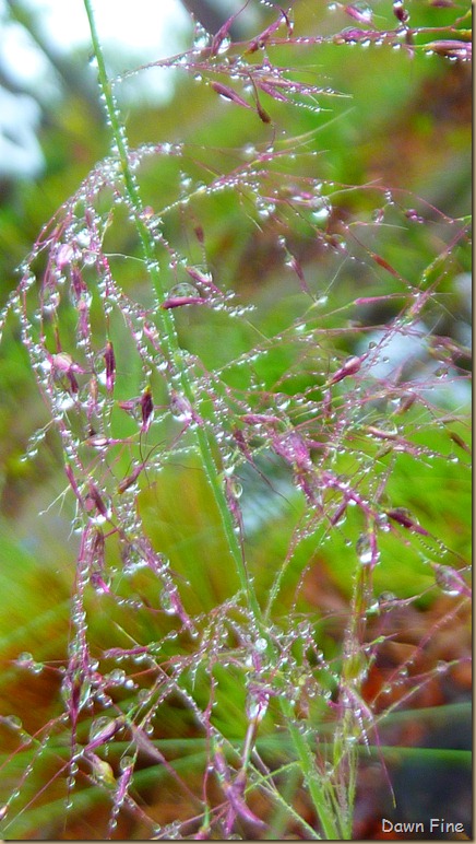 Water droplets and flowers_065