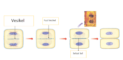 Proses Pembelahan Sel (Amitosis, Mitosis, & Meiosis)