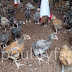 Kroiler Chickens Pictures