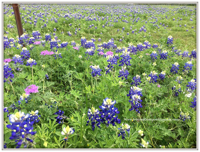 Texas Bluebonnets-Springtime In Texas-From My Front Porch To Yours