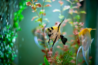 angel fish