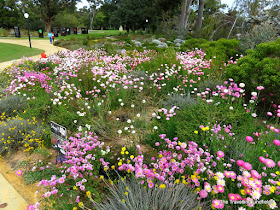 Kings Park wildflowers