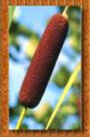 clip_image003