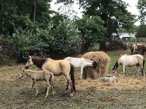 Mares and Babies