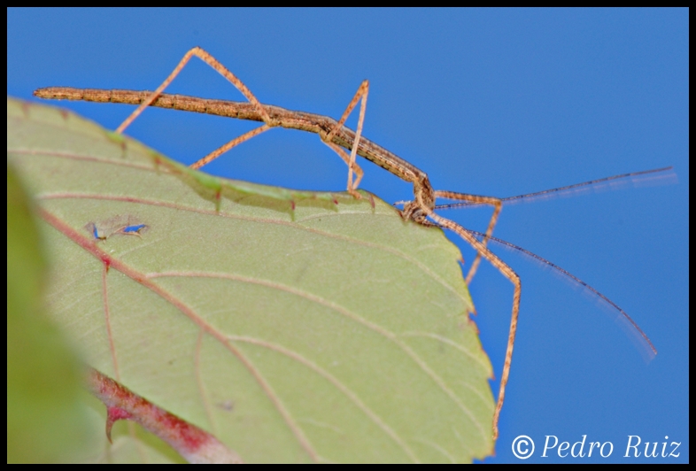 Ninfa L1 de Phaenopharos khaoyaiensis, 2,8 cm de longitud