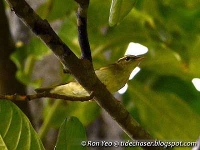 Arctic Warbler (Phylloscopus borealis)