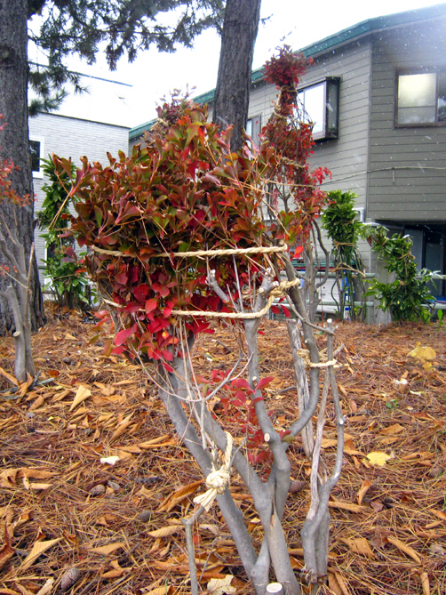 雑談散歩 植栽のいろいろな雪囲いの仕方