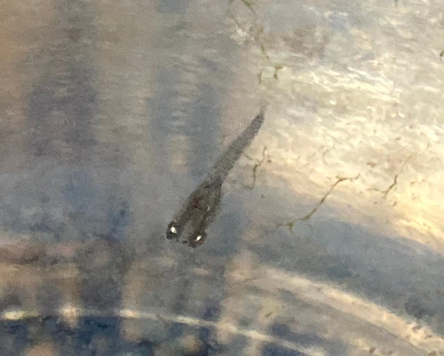 深海(しんかい)メダカ 稚魚 １５日目